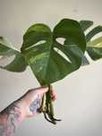 Monstera Aurea Big Form