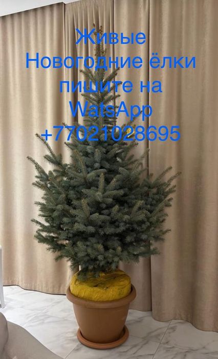 Елки новогодние ель ели голубые саженцы с доставкой
