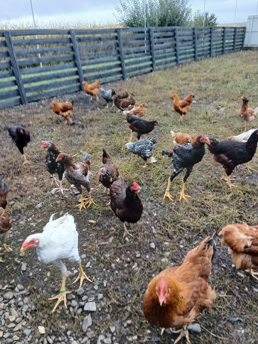 Păsări de rasa rhode island ,new Hampshire Brahma  și wyandott