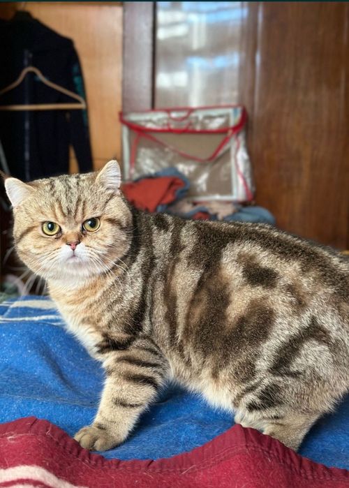 Вязка учун Царь Киз мушукларини таклиф килади!