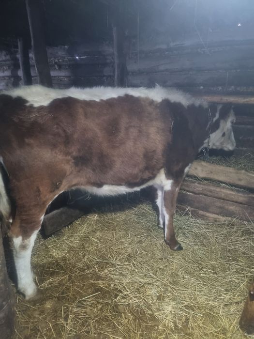 Продам тёлку.Тайынша сатылады