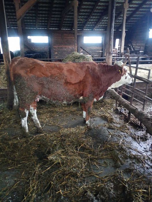 Vând juninci gestante