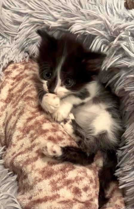 Котенок мальчик 2 месяца