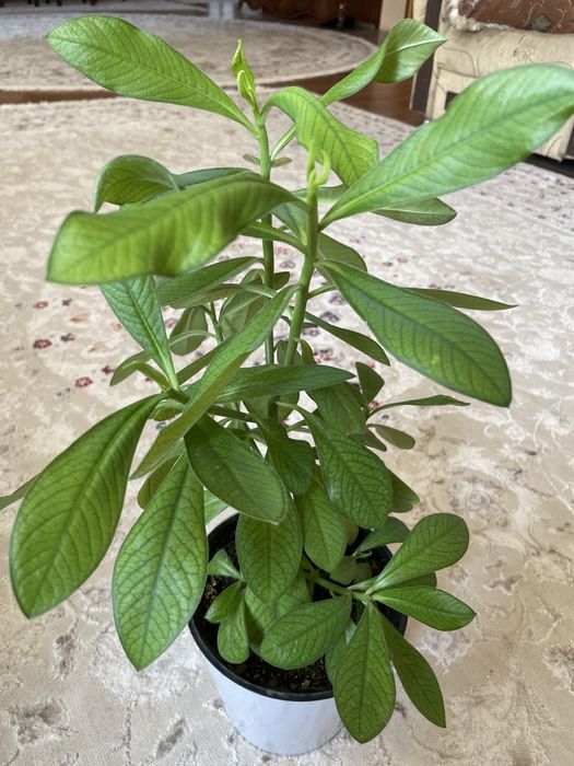 Малочай домашнее ростение