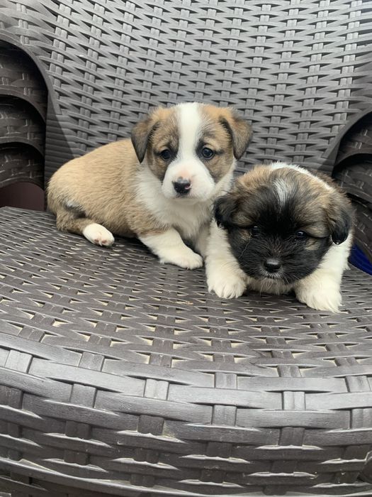 Donez câini iubitorilor de animale