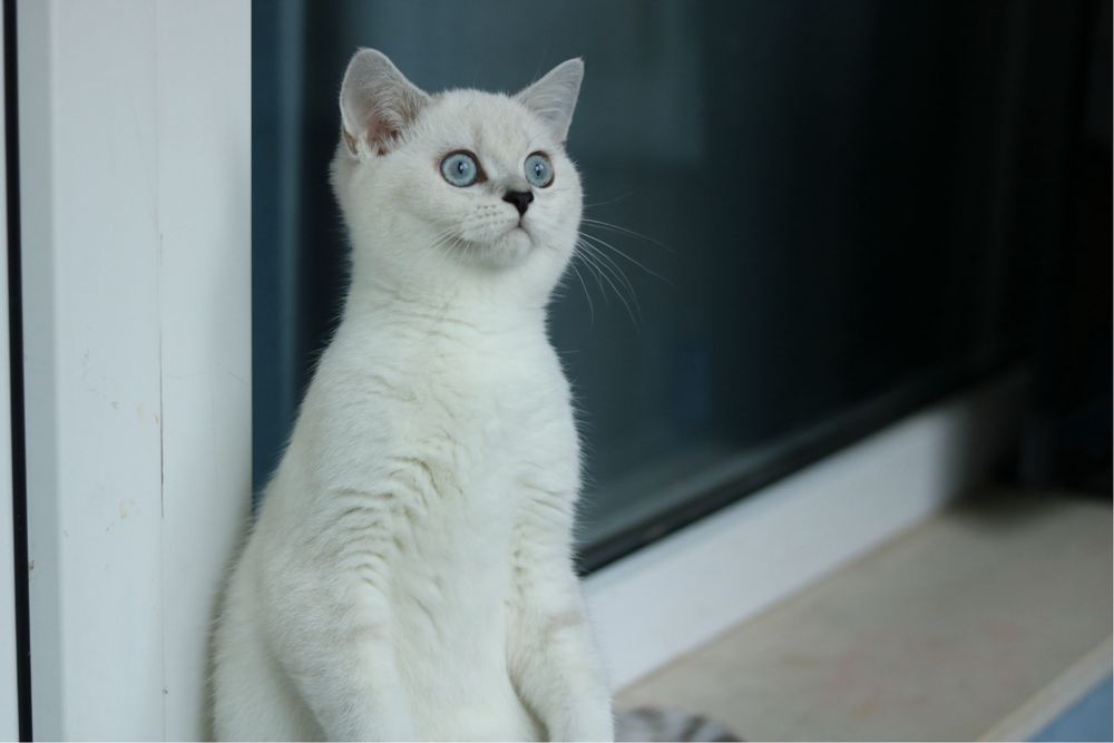 Британска чинчила