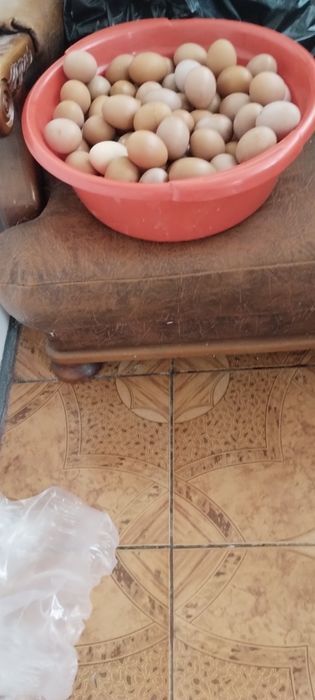 De vânzare , ouă de țară