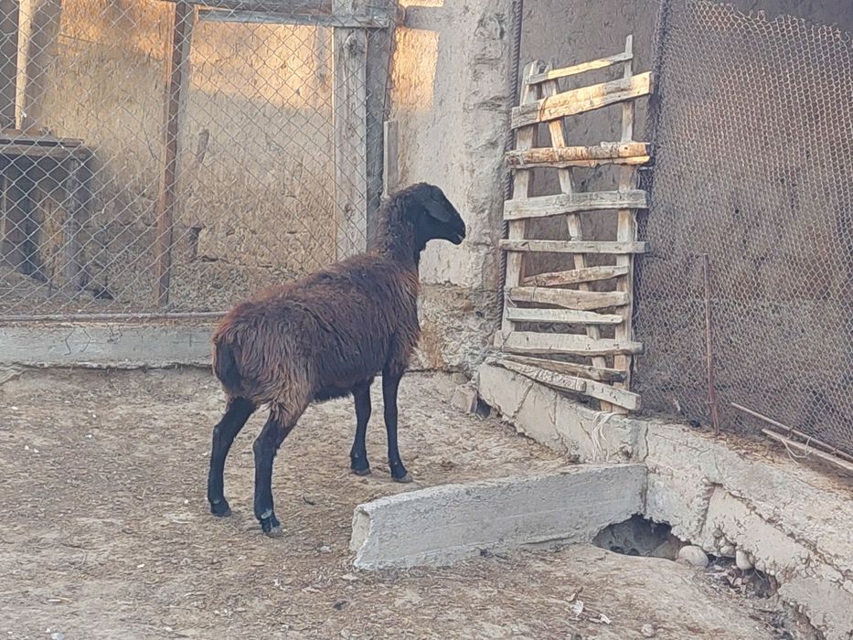 Жас ірі денелі шаруа қой сатылады