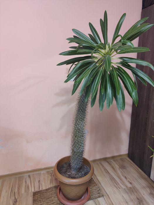 Мадагаскарска палма