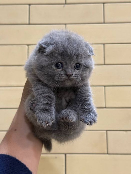 Продайтса котята