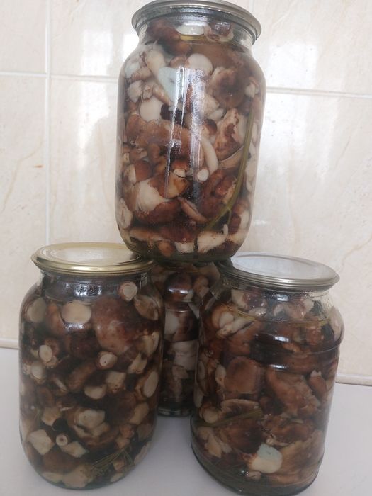 Грибы подтопольники