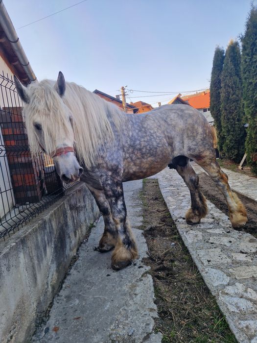 armasar de 6 ani