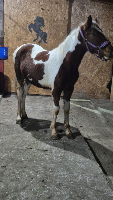 Manz pinto vand/ schimb