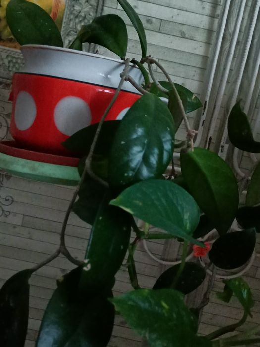 Цветок хойя  комнатное растение