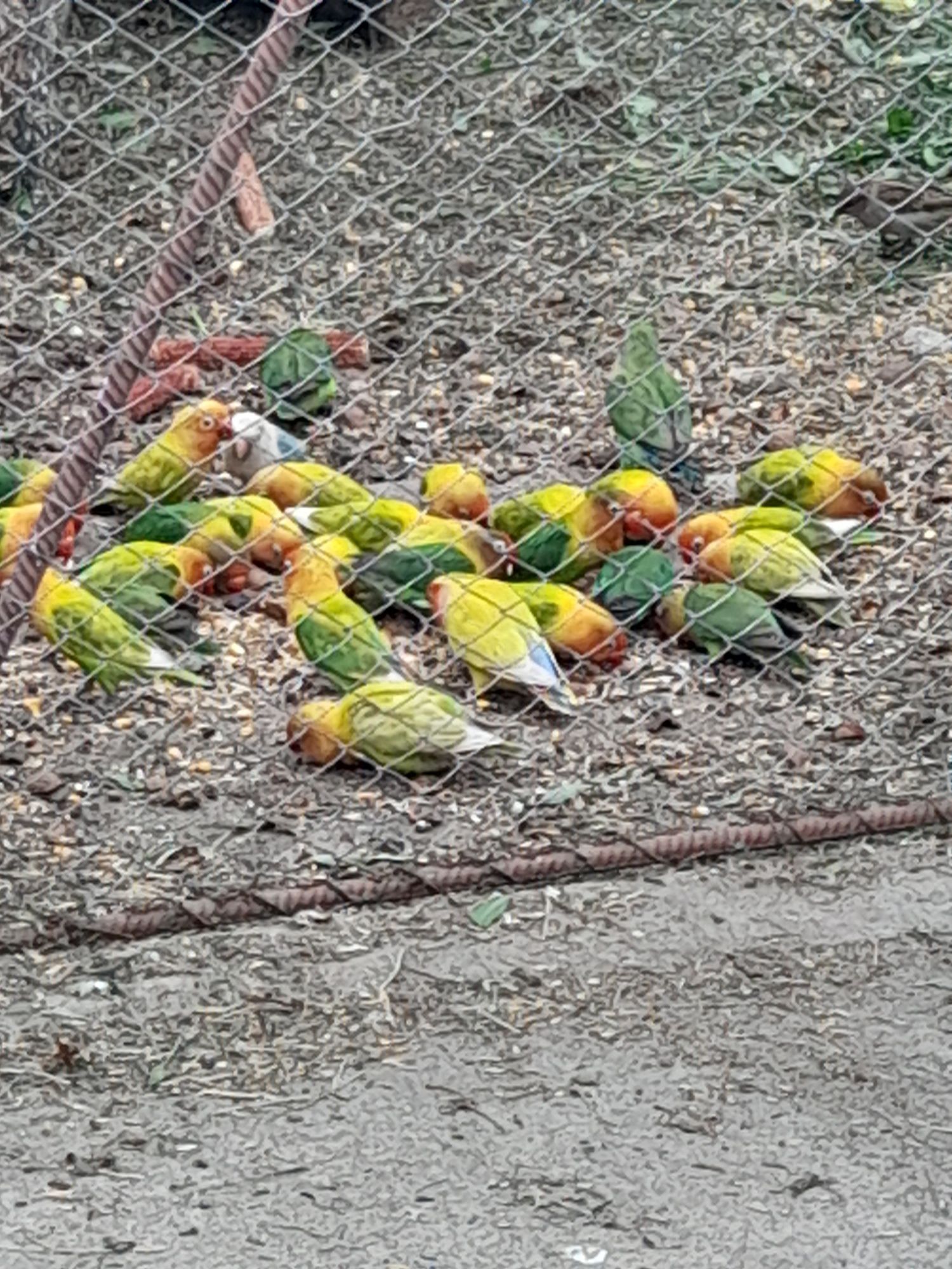 Papagali agaponis de vinzare