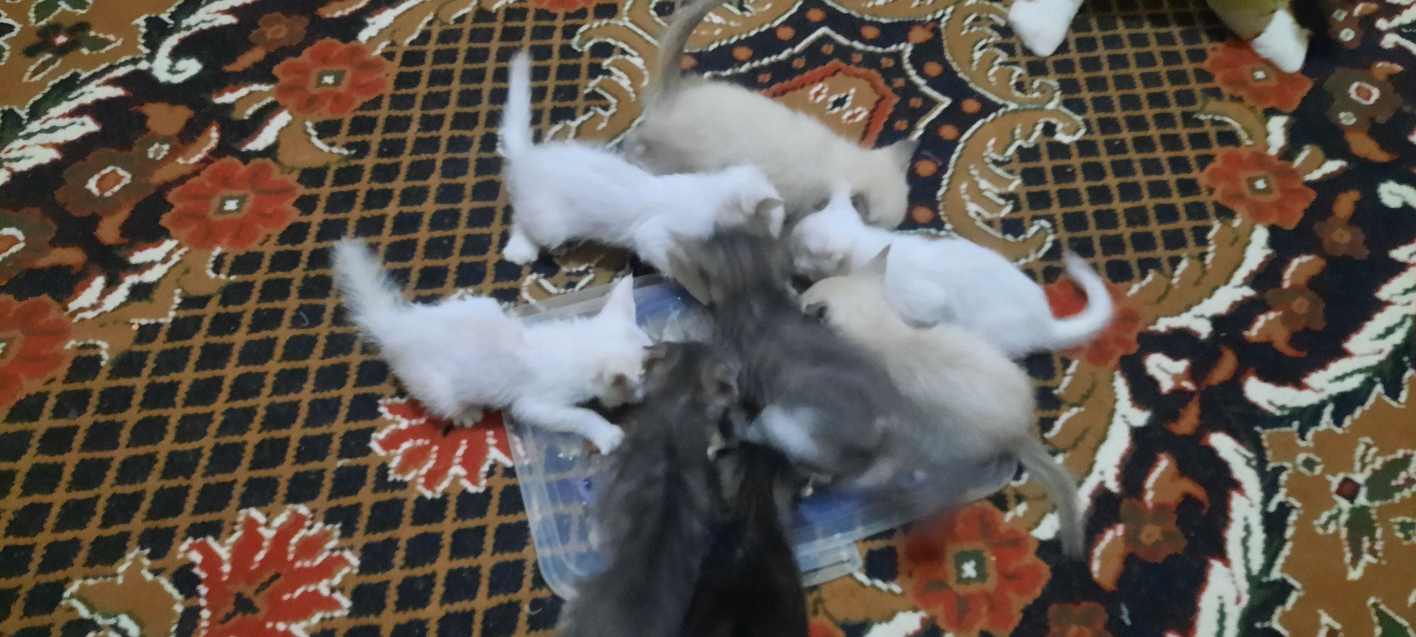 Xadyaga mushuklar va bolalari beriladi