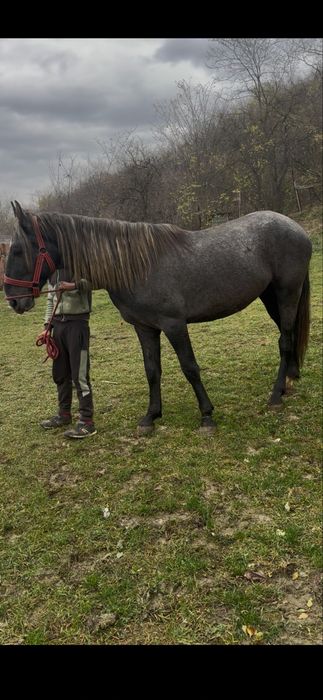 De vanzare manz de 3 ani lipitan 1.70 inl invatat calarie&utilaje