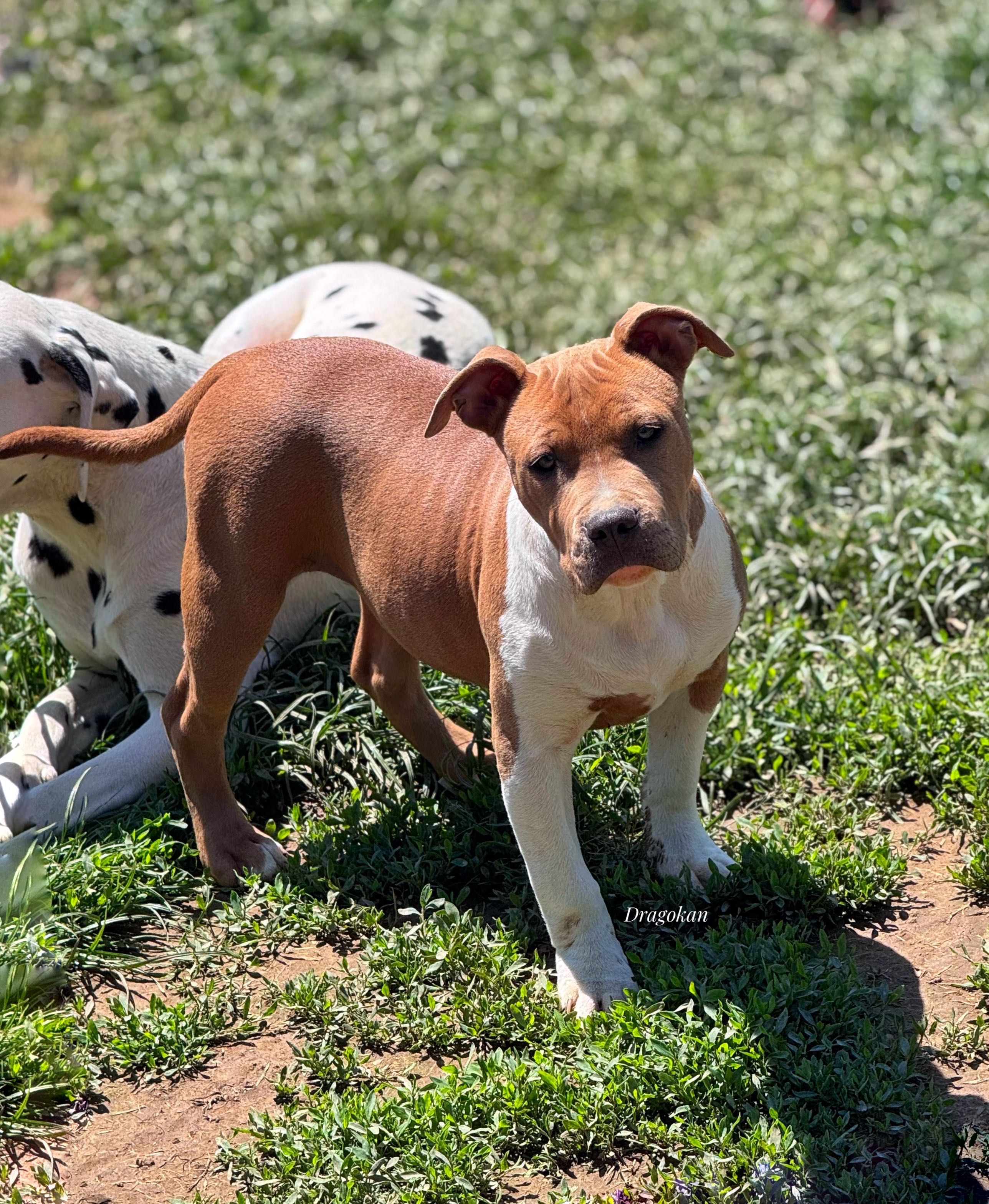 Amstaff rasă pură cu pedigree