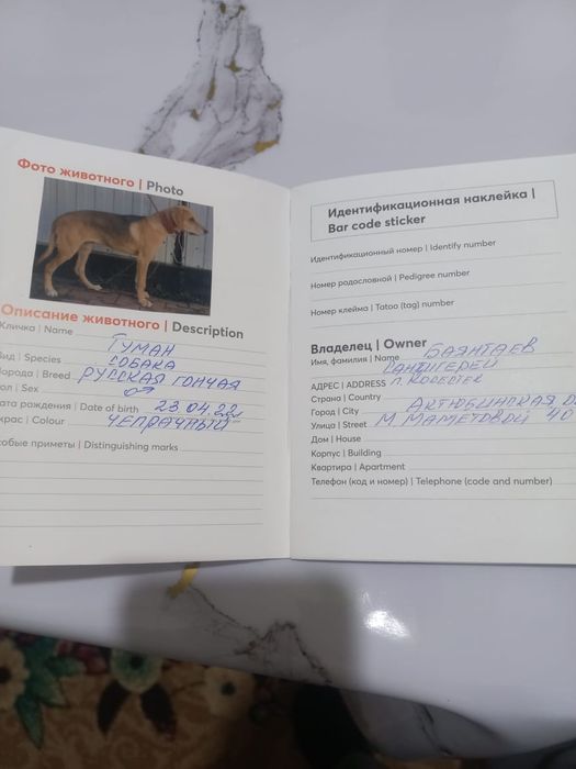 жұмыс жақсы жасайды таза тұқымды