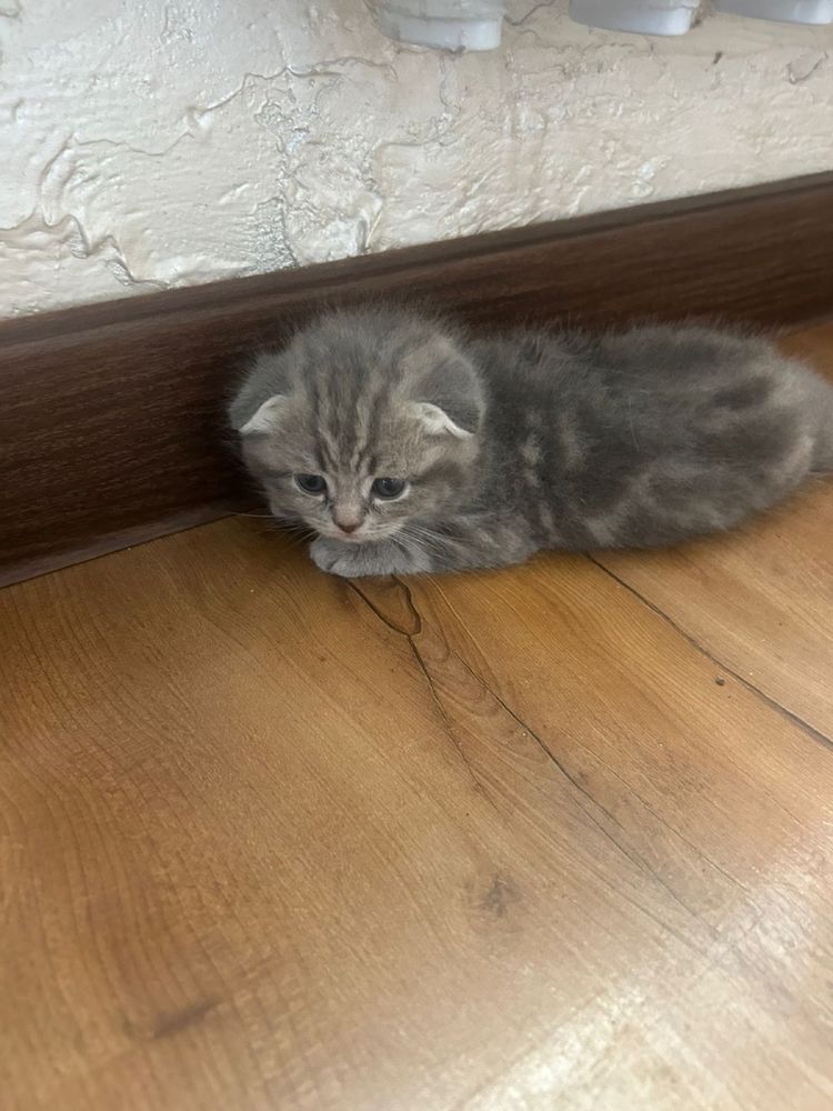 Вислаухие котята