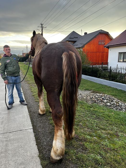 De vânzare armăsar de 3 ani de Ungaria ștanțat