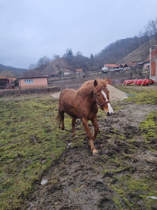 Vand sau schimb armasar 4 ani