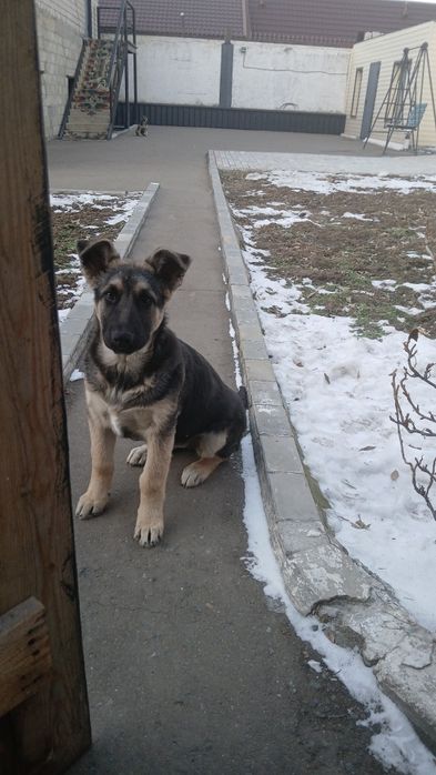 Продам  щенка немецкой овчарки