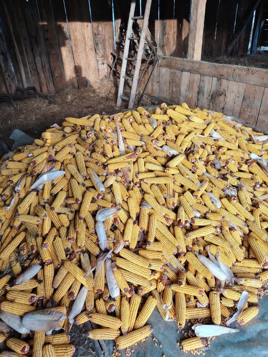 Vand porumb stiuleti