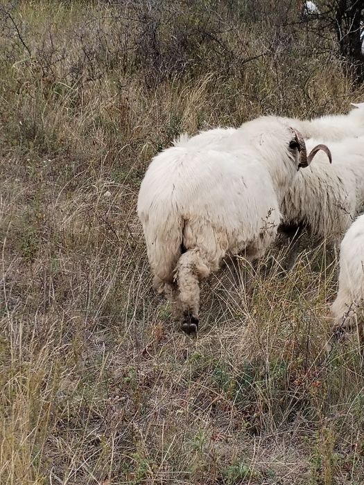 Berbec de vânzare la prima monta