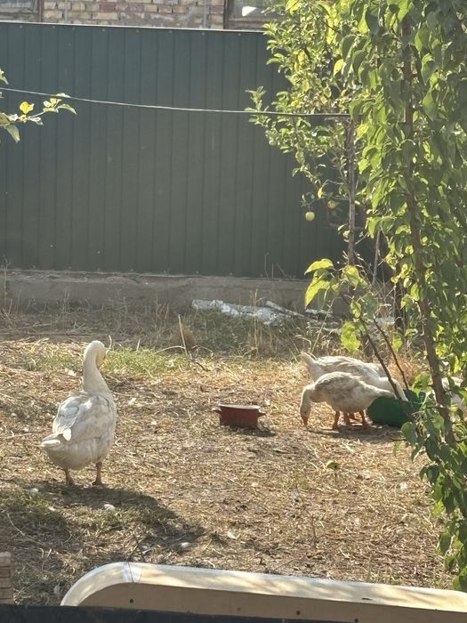 Гусь продается ……….