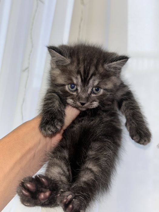 продажа котят Британской породы