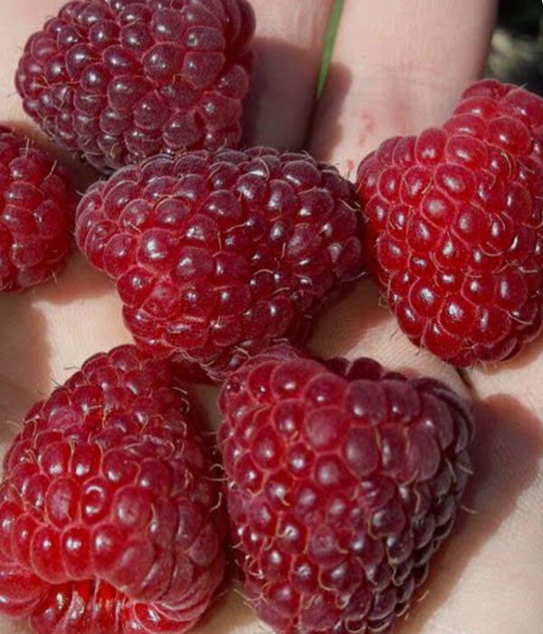 Малина Полана ва Полька, оригинал