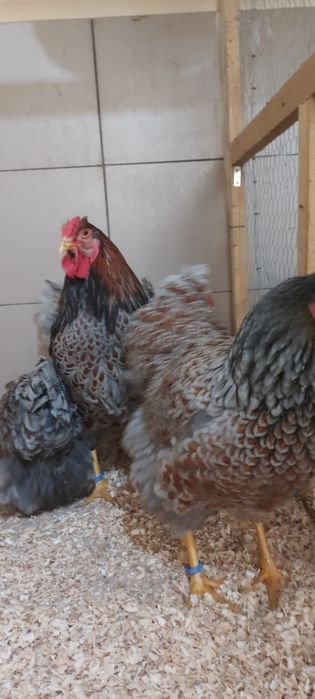 Disponibile gaini wyandotte auriu albastru