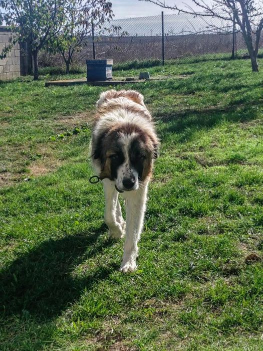 Продавам каракачански овчарки