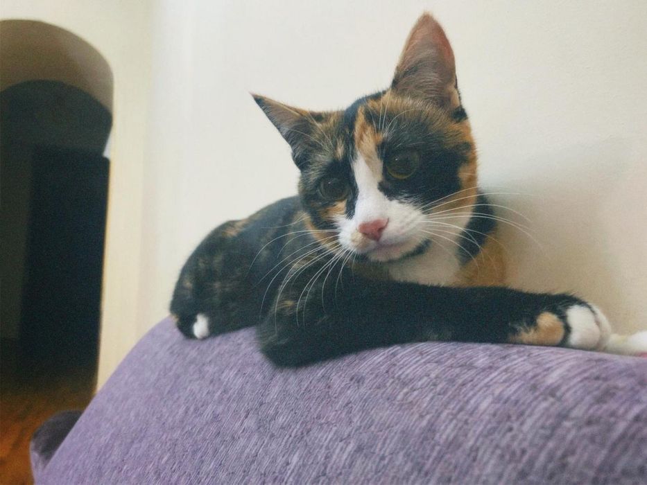 Отдадим кошку в хорошие руки