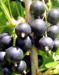 Coazaz negru h=1m
