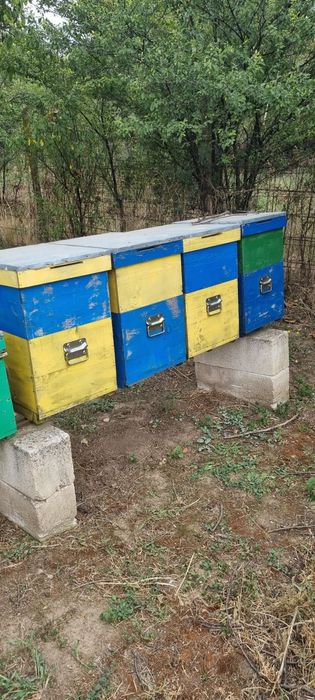 Cutii stupi ,fund antivarroa cu cat de 3/4