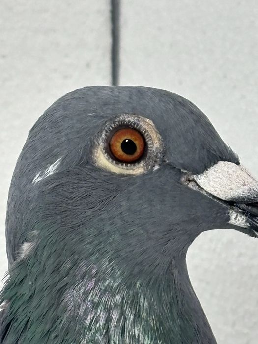 Disponibil femela maraton extrem