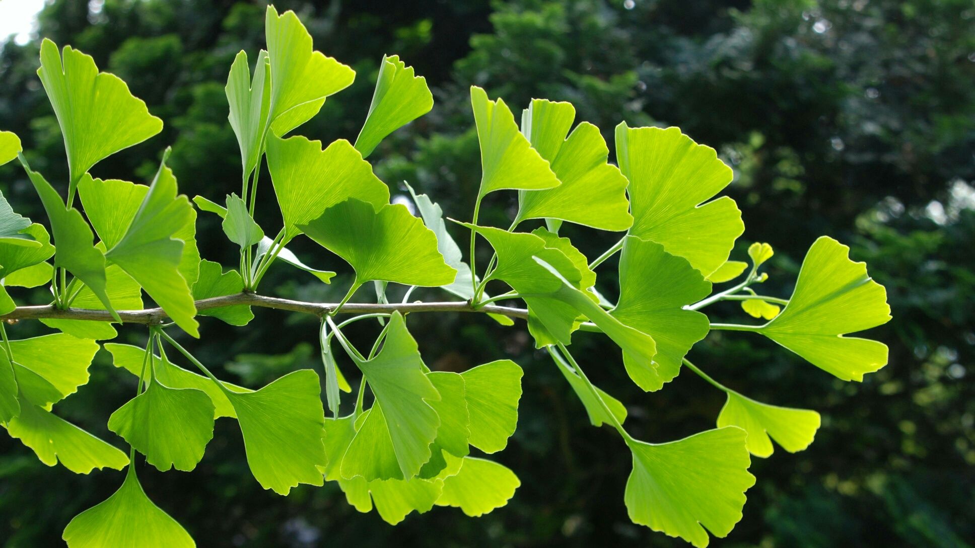 Ginko Biloba 40-60cm la ghiveci!