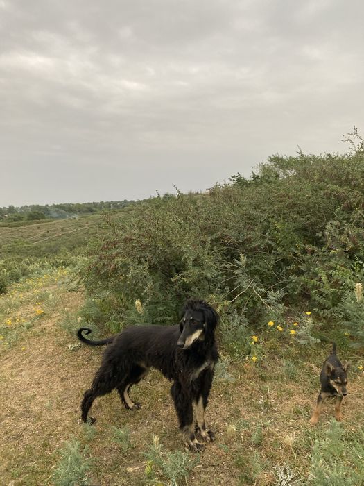 Продам тазы  тайган