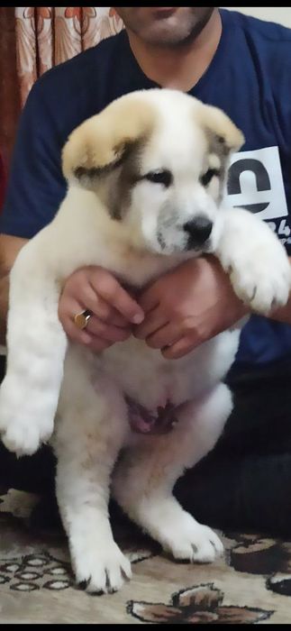 Шенок Алабая чистокровный