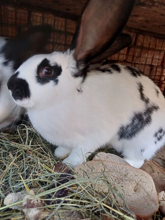 Vindem femela  fluture german