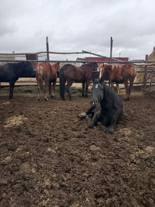 Семiз биелер сатылады 4 тен 6 жаска дейн