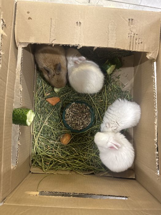 Продаю карликовых кроликов породистых  находится в астане