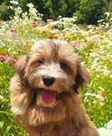 Catelusa bichon havanez cu pedigree canisa autorizata