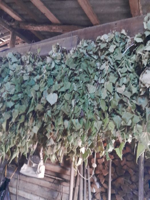 Продам березовые веники