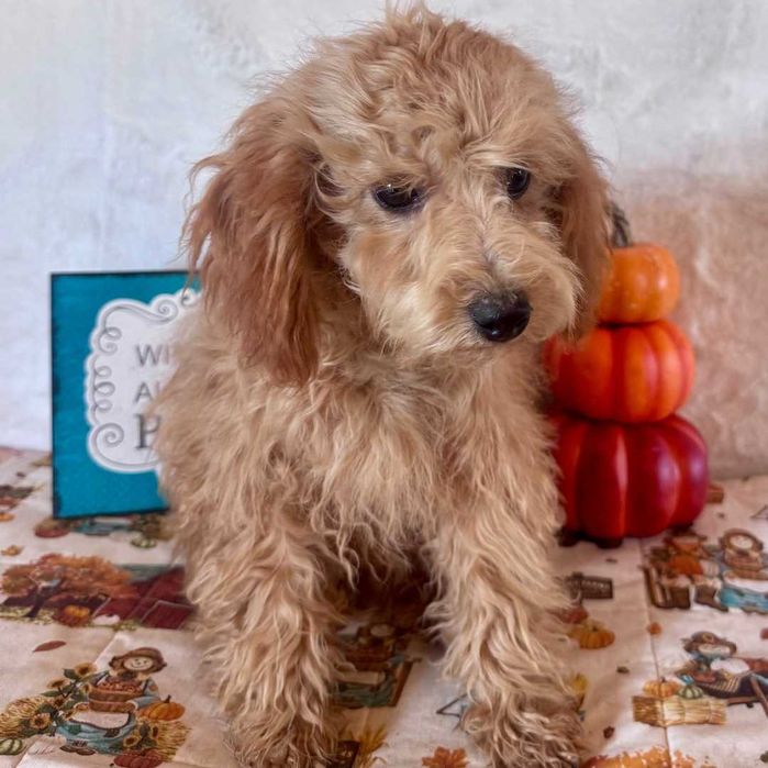 Пудел - мъжко кученце