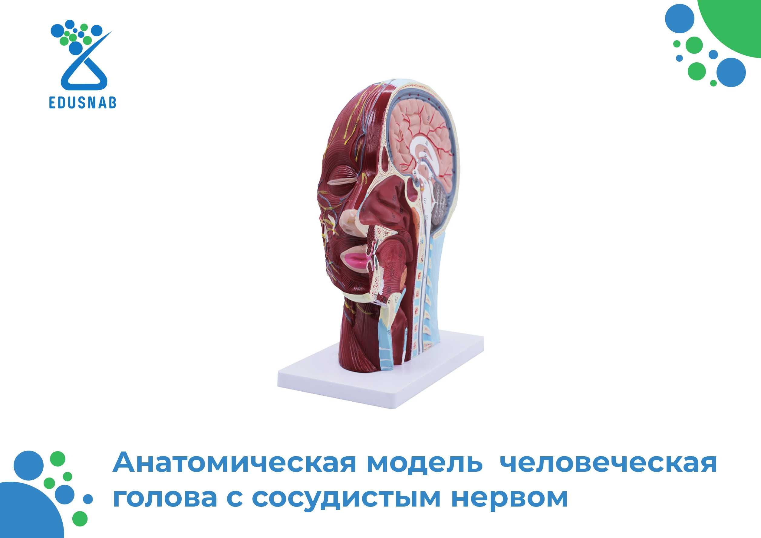 Биология/Анатомический модель/Biologiya /anatomik model