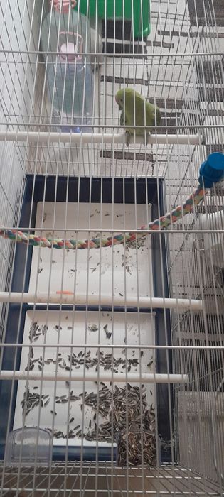 Vând micul alexandru