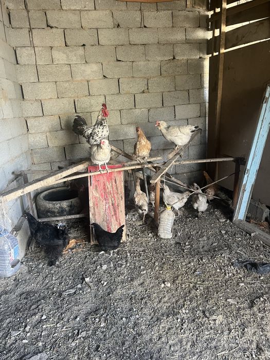 Домашние куры несушки